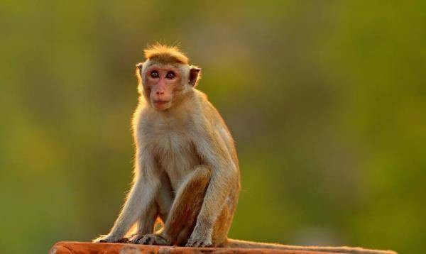 属猴的今年虚岁几岁多大 属猴子的今年多大了2023