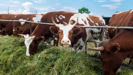 2024年属牛的全年运势解析 2024年属牛的全年运势怎样