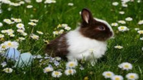 属兔的今年多大 属兔的今年多大年纪2023