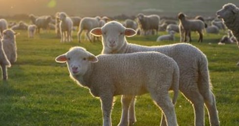 属羊的今年多少岁 属羊的今年多大年纪2023