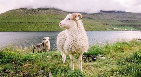 属羊的今年多大 属羊的今年多大年纪2023